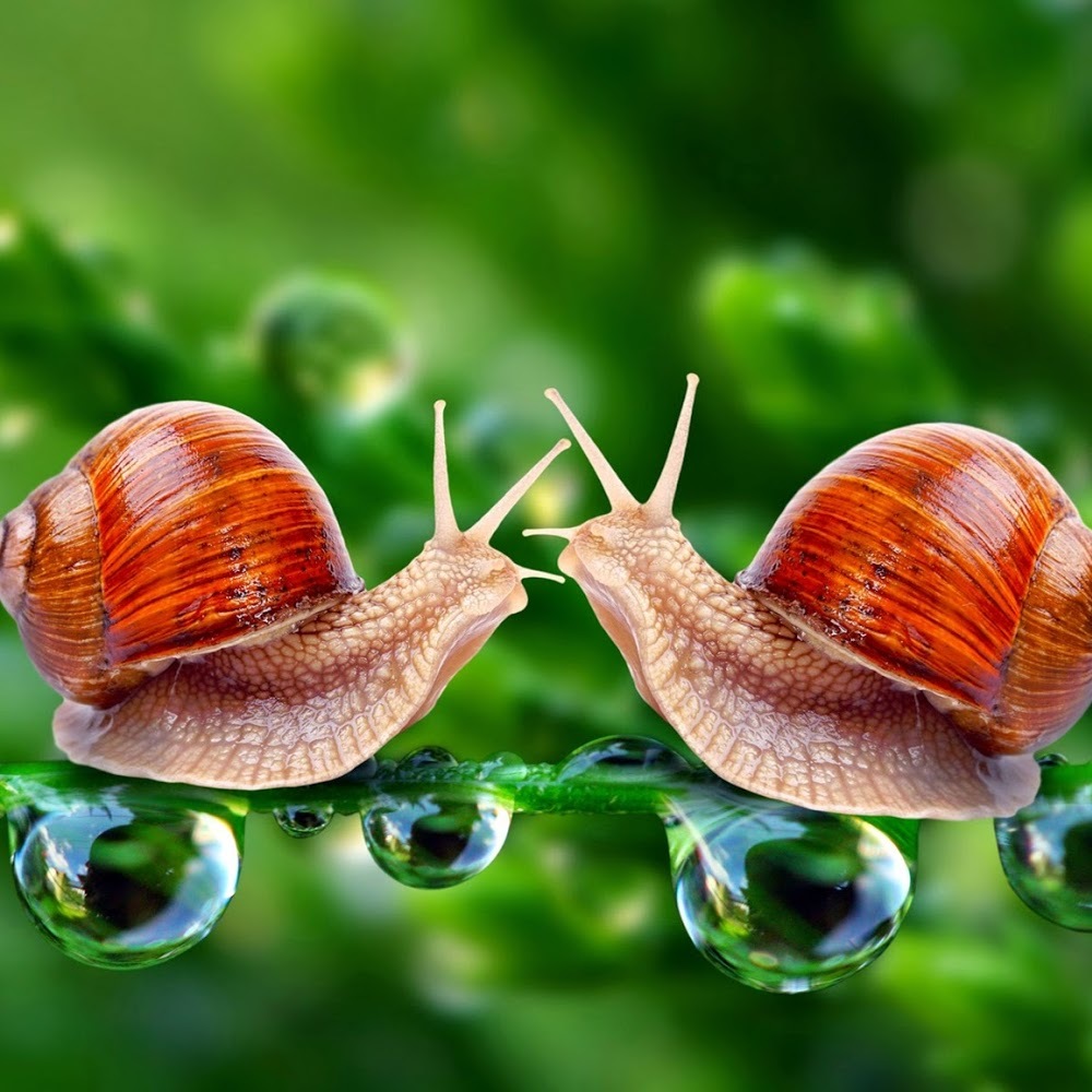 Meet your Posher, Mik